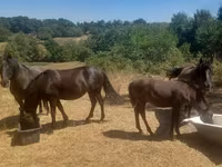 Klisna, Hucul pony — foto 1