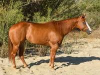Jument, Quarter Horse — photo 5