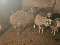 Ovan, Hissar sheep — fotografija 4