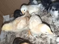 Chickens — fotografija 2