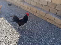 Chickens — 사진 2