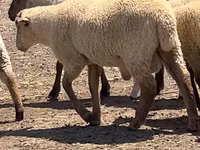 Montone, Hampshire sheep — foto 2