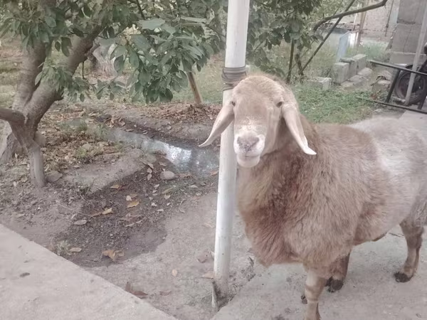 Schafe (Partie, Geschlecht nicht angegeben), Arashan sheep