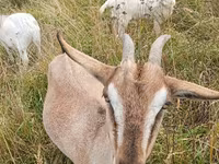 Koza, Kozy — foto 1