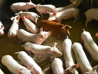Sow, Pigs — photo 1