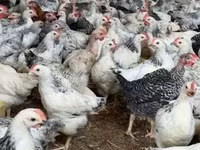 Chickens — ფოტო 4