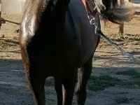 Kuda jantan, Horses — foto 2