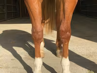 Koń, Quarter Horse — zdjęcie 4