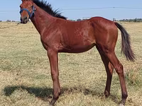 Pastuv, Thoroughbred horse — fotografija 3