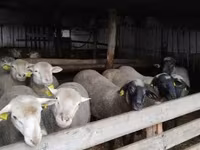 قوچ, Ile-de-France sheep — عکس 4