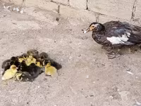 Ducks — รูปภาพ 3