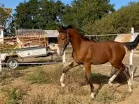 Hingst, Dutch warmblood horse — foto 6