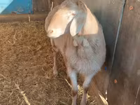 Ovce, Edilbay sheep — foto 6