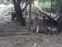Guinea fowl — foto 2