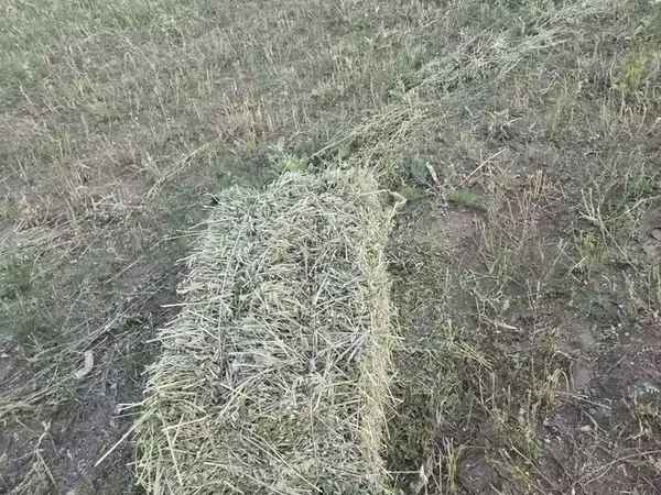 Խոտ Կորնգանի մեծ տուկեր
