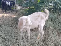 Ged, Nubian Goat — foto 6