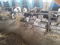 Bou, Bovine — foto 2