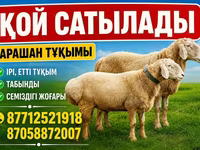 Baran, Owce — zdjęcie 2