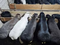 Domba jantan, Rhon sheep — foto 1