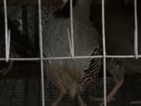 Guinea fowl — Foto 1