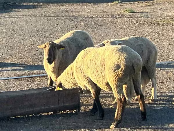 قوچ, Hampshire sheep