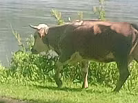 گاو ماده, Simmental cattle — عکس 1