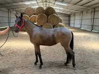 Faras dhaddig, Rocky Mountain Horse — sawirka 7