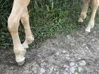 公马, Palomino — 照片 6