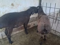قوچ, گوسفند — عکس 4