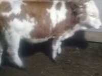 گاو نر, Simmental cattle — عکس 3