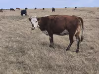 گاو ماده, Simmental cattle — عکس 8