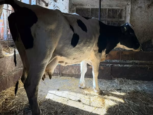 गाय, Russian Black pied cattle