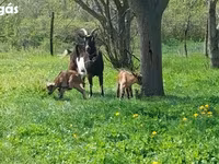 Kambing betina, Goats — foto 1