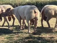 Ram, Charollais sheep — photo 1