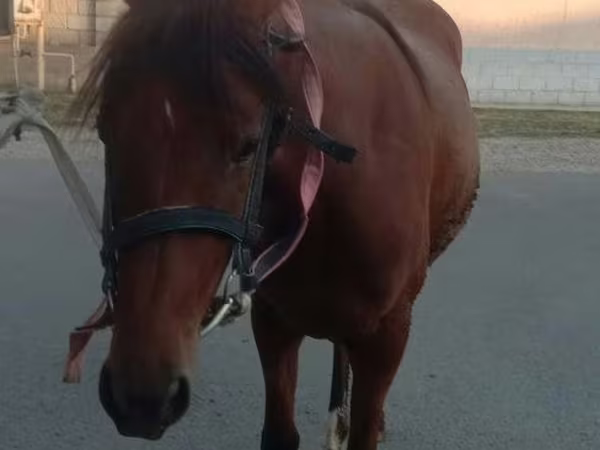 Mare, Anglo-Arabian