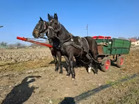 Hoppe, Nonius horse — foto 2