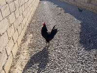 Chickens — 사진 5