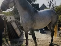 Iapă, Andalusian horse — foto 1