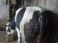 Бух, Russian Black pied cattle — 8 зураг