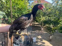 Chickens — foto 5