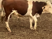 سانڈ, Simmental cattle — تصویر 1