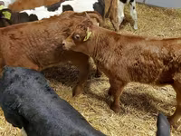 Skot (série, pohlaví neuvedeno), Simmental cattle — foto 4