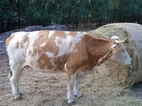 گاو ماده, Simmental cattle — عکس 4