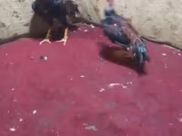 Chickens — عکس 3