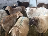 میش, گوسفند — عکس 3