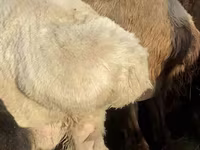 Kambing jantan, Sheep — foto 2