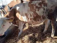 Ko, Simmental cattle — foto 3