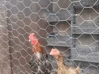 Chickens — fotografija 1