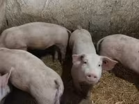 Beer, Varkens — foto 6