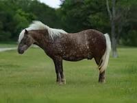 公马, Horses — 照片 3